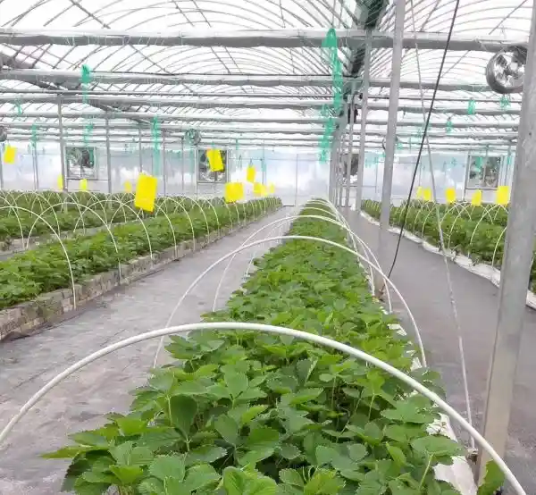 FRP structural profiles used for greenhouse framing